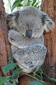 imagen de koala